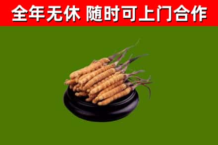 鹿泉回收散虫草